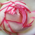 Fehér - rózsaszín - Törpe - mini rózsa - Biedermeier®